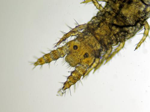 Hydroschendyla submarina