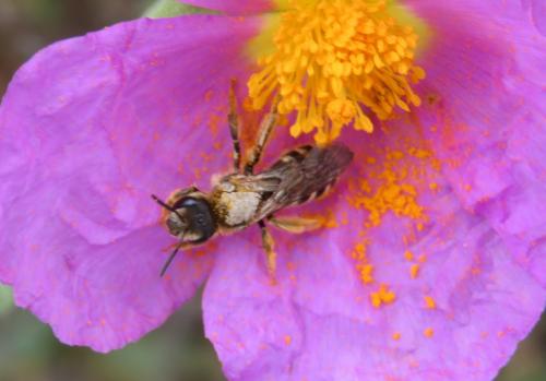 Réf. 303 800 : Halictus sp.