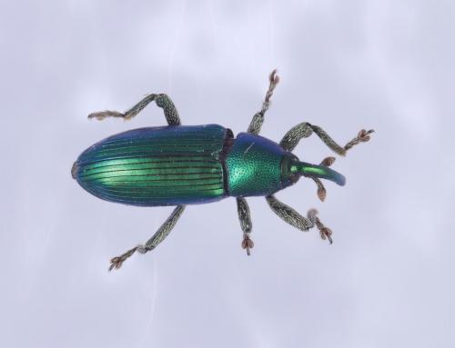 Réf. 303 918 : Aulacobaris cuprirostris