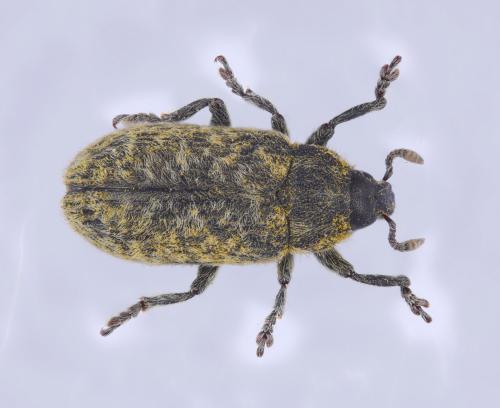 Réf. 303 931 : Rhinocyllus conicus