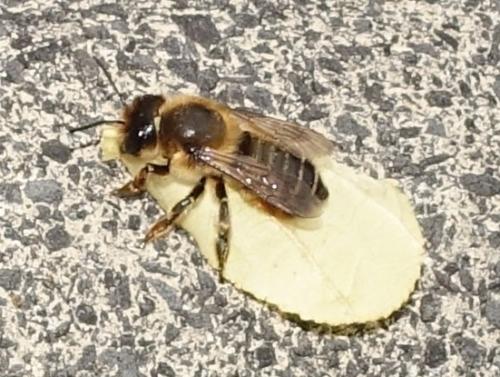 Réf. 303 090 : Megachile sp.