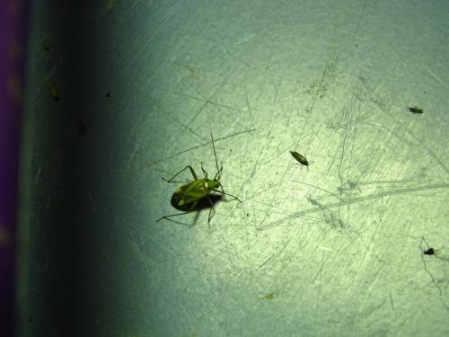 Adelphocoris lineolatus