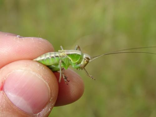 Tettigoniinae