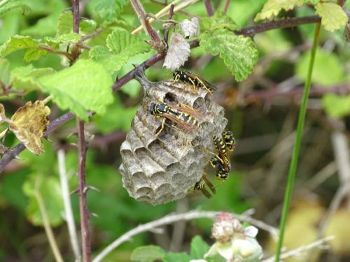 Polistes sp.