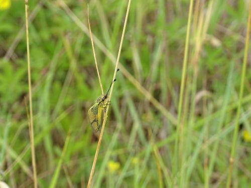 Libelloides longicornis