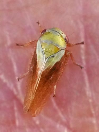 Réf. 303 241 : Oncopsis carpini