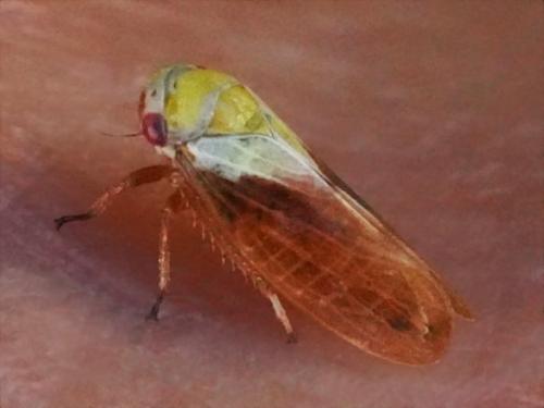 Réf. 303 242 : Oncopsis carpini