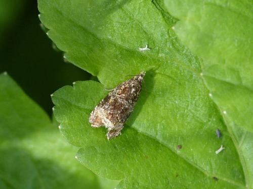 Celypha lacunana