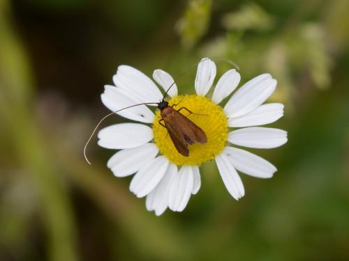 Cauchas rufimitrella