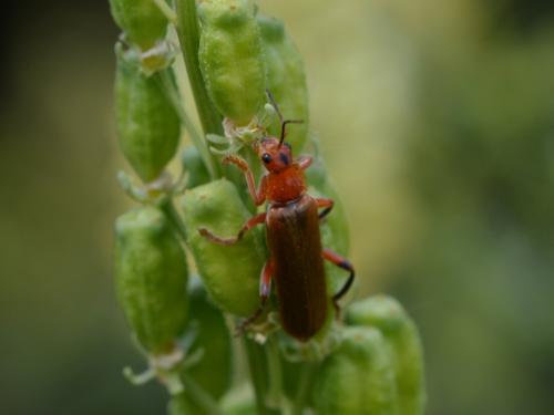 Réf. 303 522 : Cantharis livida