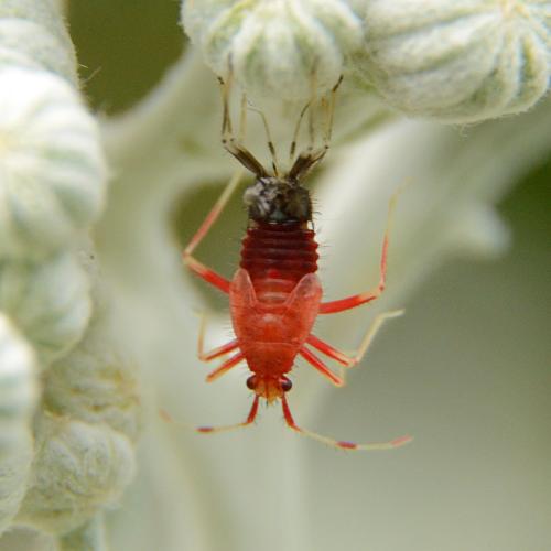 Réf. 303 268 : Deraeocoris ruber