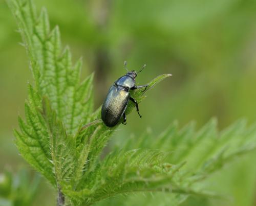 Platycerus sp.