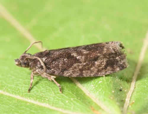 Réf. 303 068 : Zeiraphera isertana