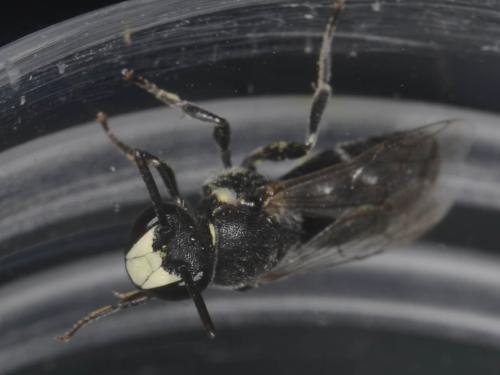 Hylaeus sp.