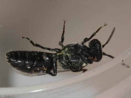 Hylaeus sp.