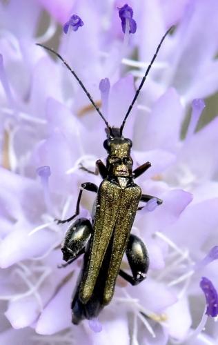 Oedemera nobilis