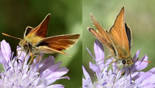 Réf. 303 709 : Thymelicus sylvestris