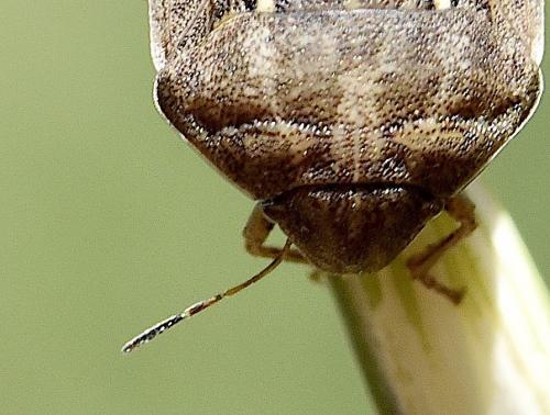 Réf. 303 724 : Eurygaster maura