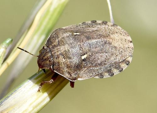 Réf. 303 714 : Eurygaster maura