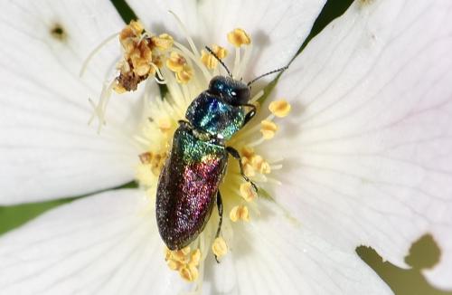 Réf. 303 567 : Anthaxia sp.