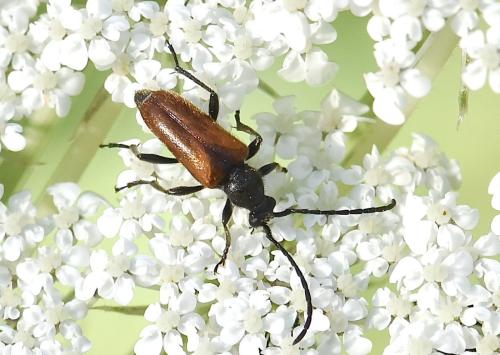 Pseudovadonia livida