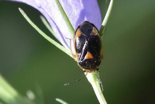 Réf. 303 659 : Strongylocoris erythroleptus