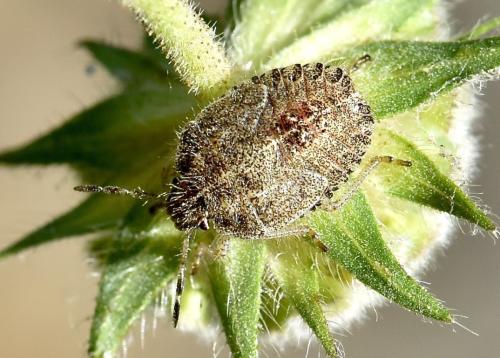 Réf. 303 879 : Dolycoris baccarum