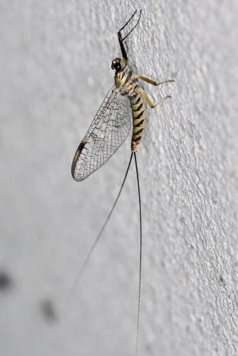 Ecdyonurus insignis