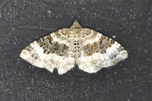 Réf. 303 737 : Epirrhoe sp.
