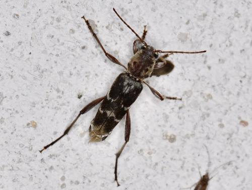 Xylotrechus stebbingi
