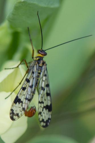 Panorpa meridionalis