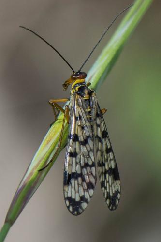 Panorpa meridionalis