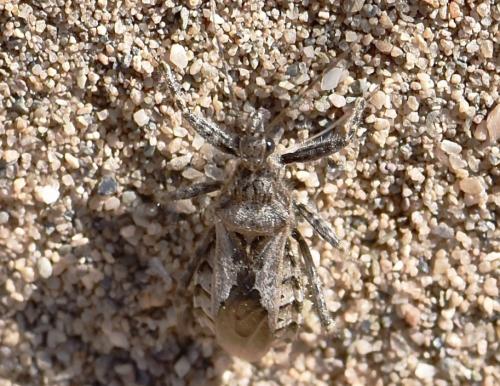 Réf. 303 958 : Coranus sp.