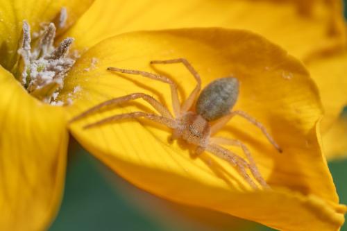 Réf. 303 921 : Philodromus (albidus-rufus)