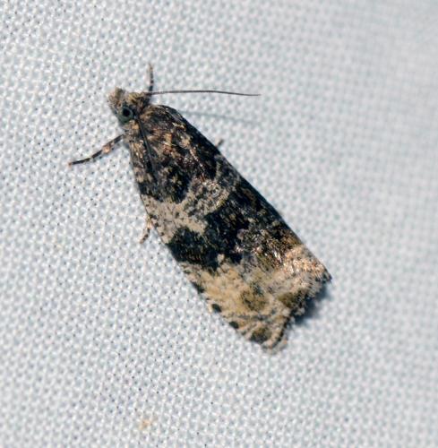 Orthotaenia undulana