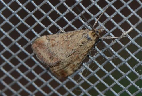 Pyrausta despicata