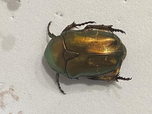 Réf. 303 294 : Potosia cuprea