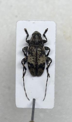 Réf. 303 346 : Leiopus linnei