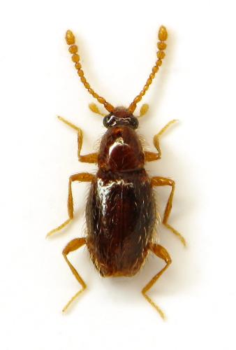 Réf. 303 209 : Euthiconus conicicollis