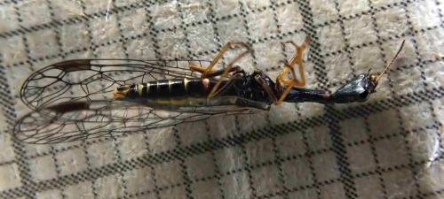 Venustoraphidia nigricollis