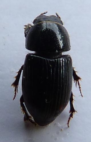 Aphodiinae
