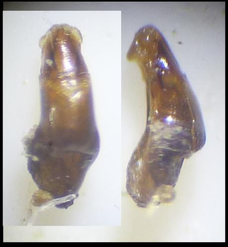 Réf. 303 036 : Aphodiinae inconnu