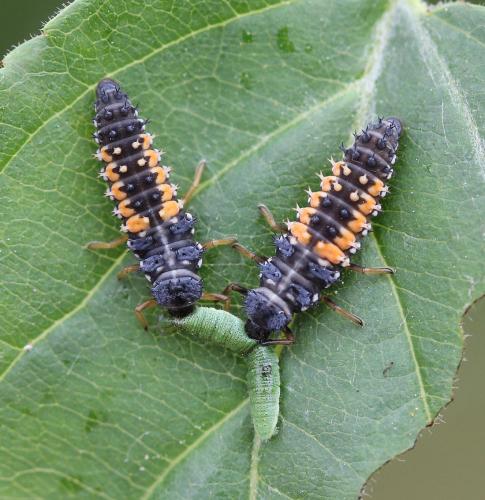 Harmonia axyridis