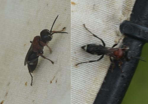 Harpactus sp.