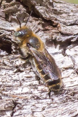 Hoplitis sp.