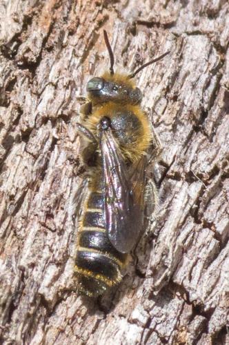 Hoplitis sp.