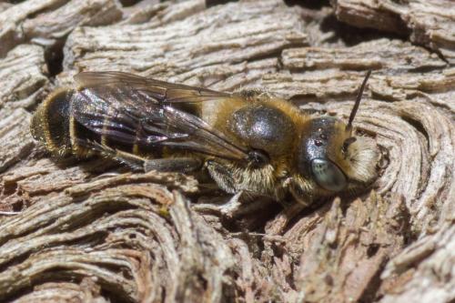 Hoplitis sp.