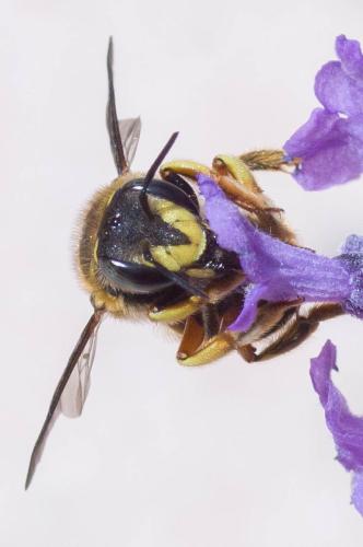 Réf. 303 478 : Anthidium manicatum