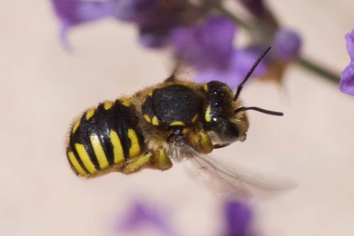 Réf. 303 477 : Anthidium manicatum