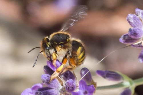 Réf. 303 476 : Anthidium manicatum
